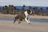 AMSTAFF ADULT 263